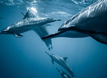 世界杯官方正版软件下载-这就开始奶了？大内：拿下今季冠军 穆帅自有计划